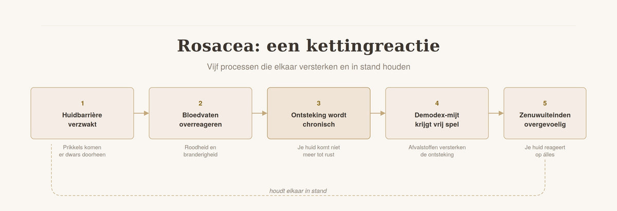 Waarom je rosacea niet weggaat | dit is de reden